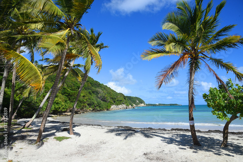 Palmier Sur La Plage Au Bord De Mer En Guadeloupe Buy This