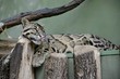 Details of a wild clouded leopard sleeping
