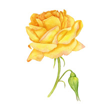 Watercolor Yellow Rose