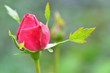 Vibrant red rose bud