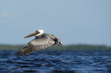 Wall Mural - An adult Brown Pelican flies low over the water with its wings stretched forward and a splash on a bright sunny day.