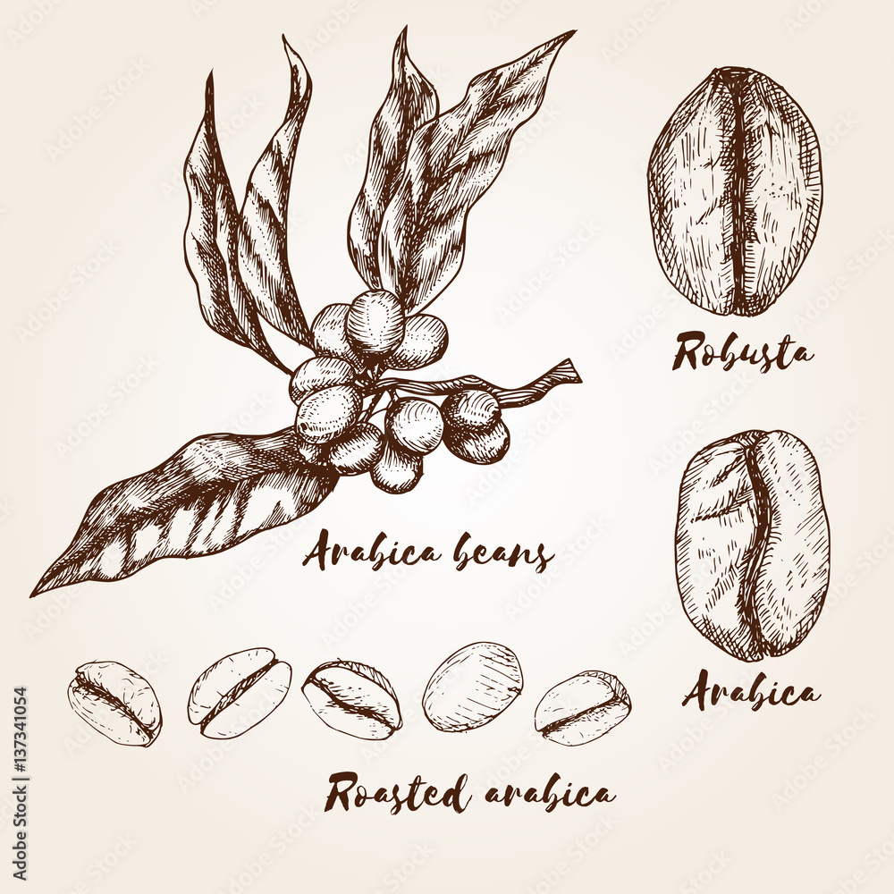 Hand drawn arabica and robusta beans. Types of coffee beans. - obrazy, fototapety, plakaty 