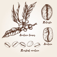 Hand Drawn Arabica And Robusta Beans. Types Of Coffee Beans.