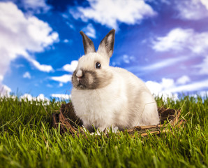 Poster - Easter rabbit in the spring time