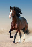 Fototapeta Konie - Beautiful bay horse with long mane run gallop in dust