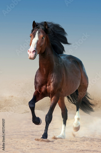 Naklejka na kafelki Beautiful bay horse with long mane run gallop in dust