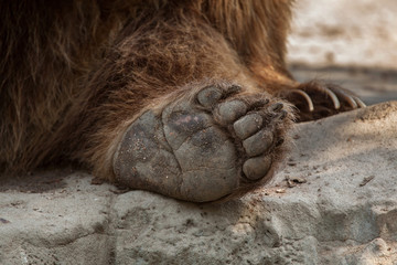 Sticker - Eurasian brown bear (Ursus arctos arctos)