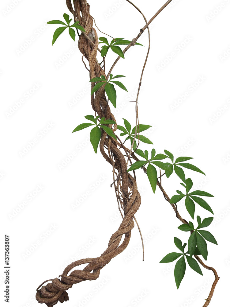 Twisted big jungle vines with leaves of wild morning glory liana plant isolated on white background, clipping path included. - obrazy, fototapety, plakaty 