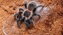 Dangerous Tarantula Spider In A Special Terrarium. Macro Shot.
