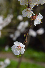 Wall Mural - Flowering apricot on blurred natural background. Spring in the garden.