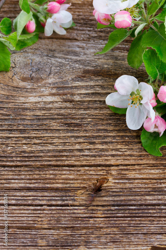 Nowoczesny obraz na płótnie Apple tree blossom with green leaves frame on wooden textured background