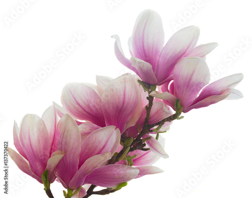 magnolii-menchii-kwiatow-okwitniecie-odizolowywajacy-na-bialym-tle