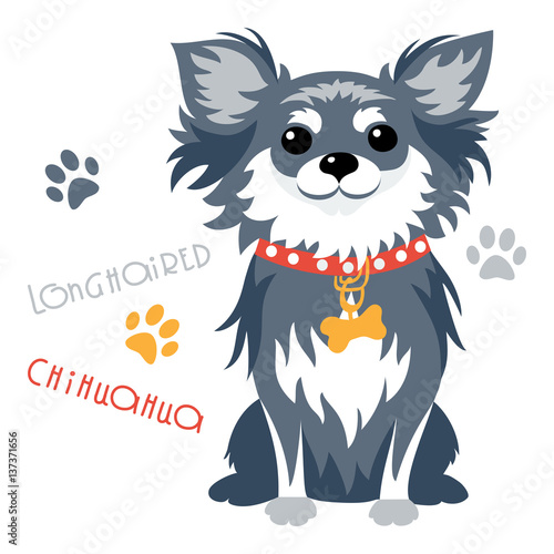 Cute Funny Dog Black Longhaired Apple Head Chihuahua Breed Sitting