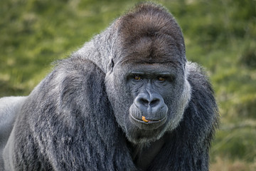 Poster - A close up head portrait of a silverback gorilla staring forward with food on his lips