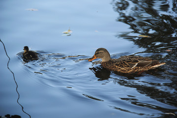 duck and  duckling