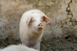 Pig in the pen. Farming concept.