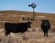 Black angus cows on winter pasture with windmill and water tank
