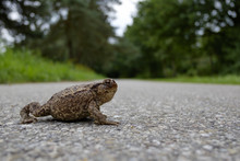 Toad On The Road