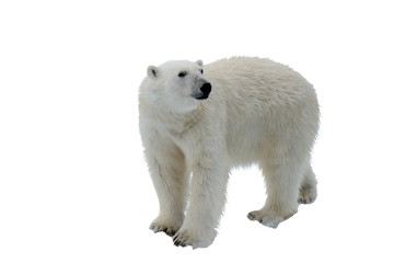 polar bear isolated on white