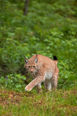 Wall Mural - eurasian lynx, lynx lynx, germany