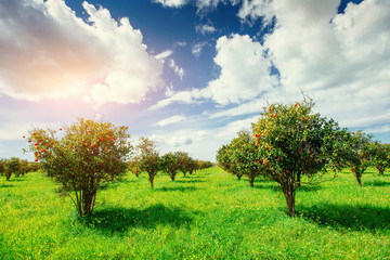 orange trees plantations. Sicily Italy Europe