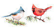 Northern Cardinal and Titmouse Two Birds Watercolor Hand Painted Illustration Set isolated on white background