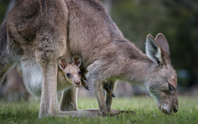 Kangaroo And Joey (in Pouch)