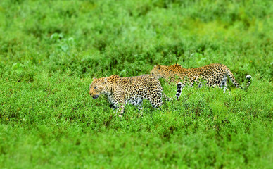 Wall Mural - Male and female leopard walking in lush grass. Kruger National Park. Panthera pardus