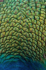  Indian peacock feathers showing patterns, texture, and vibrant yellow, blue, and green hues.