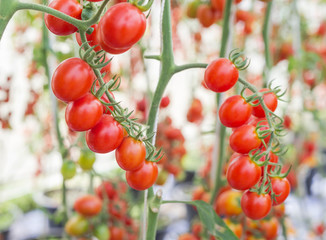 Close up cherry tomatoes hanging on trees in greenhouse selective focus