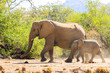 Elefantenbulle mit Kalb (Loxodonta africana) im Aba Huab Trockenflussbett