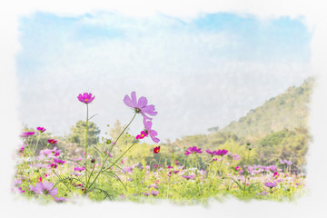 Wall Mural - Beautiful cosmos flower in garden with sky