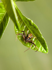 Wall Mural - Spider resting on leaf