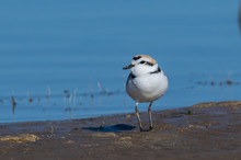 Snowy Plover Foraging For Food On The Shoreline
