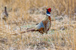 © Kerry Hargrove - Ring-necked Pheasant in Autumn