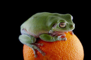 Wall Mural - White's tree frog