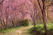 Cherry Blossom Pink Sakura In Thailand And A Footpath Leading Into The Scene