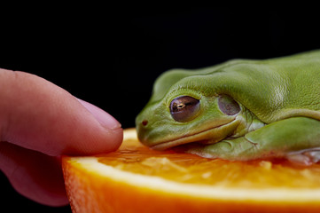 Wall Mural - White's tree frog