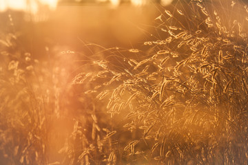 Wall Mural - Grass prairie sun