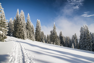 Wall Mural - Forest trail in winter