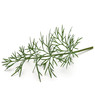 © Natika - Close up shot of branch of fresh green dill herb leaves isolated on white background