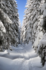 Wall Mural - Forest path and snowy branches of fir tree and blue sky