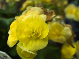 Yellow Begonia Flower Blooming