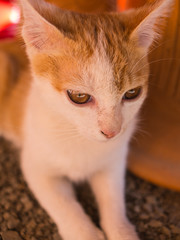 Stray Kitten Lying on The Ground