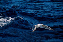 Seagull Bird Flying Over The Sea