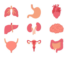 Sticker - human internal organs flat icon