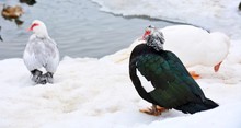 Group Of Three Muscovy Ducks Standing On The Shore Of Frozen Pond.