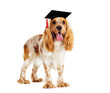English Cocker Spaniel dog with glasses and a master's cap