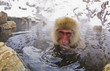 © Designpics - Japanese Macaque in hot spring, Yudanaka Nagano-Ken, Japan