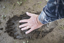 Man Compares His Hand To The Footprint Of A Brown Bear Near Brooks Falls, Katmai National Park, Southwest Alaska